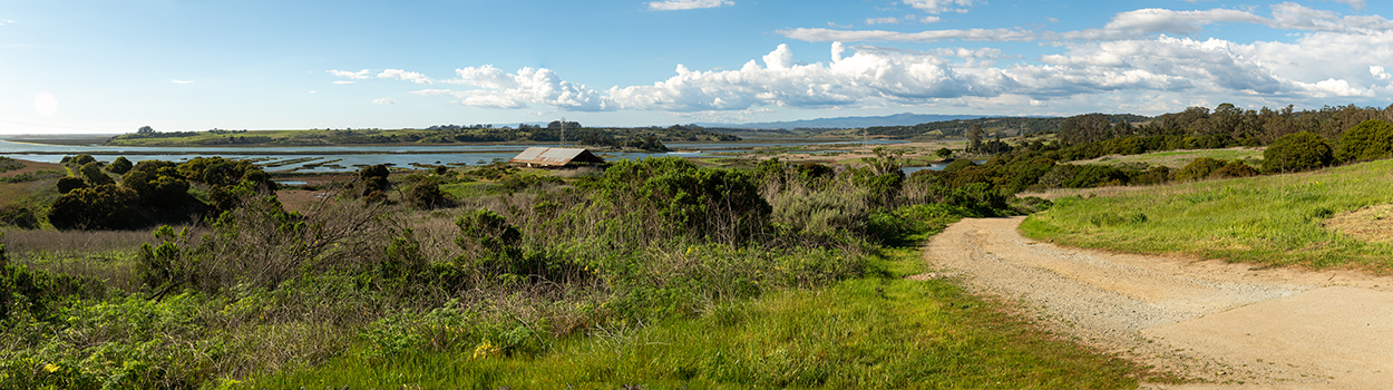 a gravel road running down a scrubby, gentle slope toward a seaside estuary