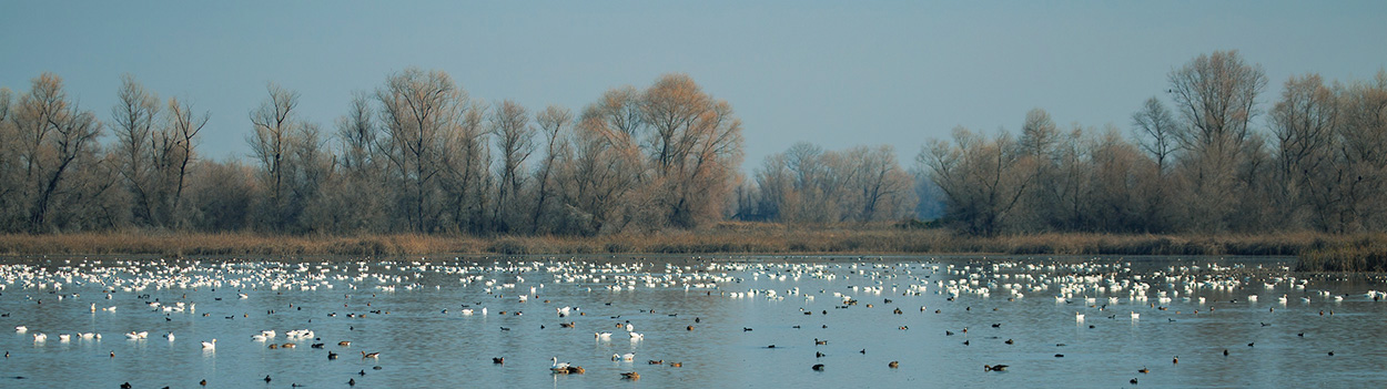 birds floating on and flying above marsh