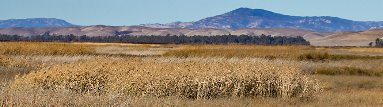 tall grass with distant trees and hills