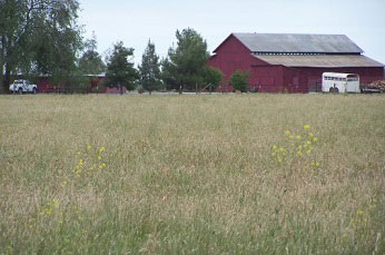 a field with barn in background