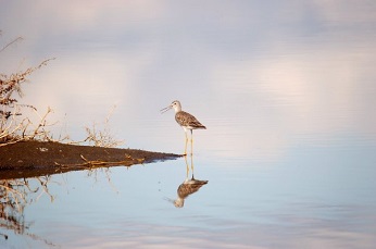 bird at waterline