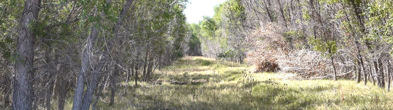 a long, grassy space bordered on either side by trees and woodland