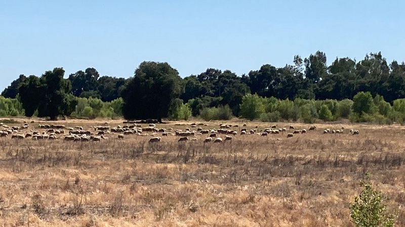 Sheep grazing on Cosumnes River Preserve