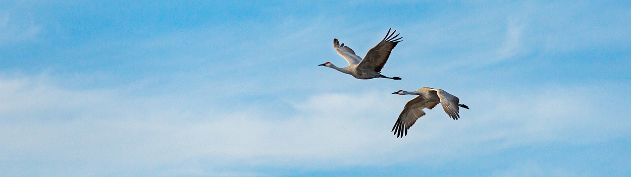 two sandhill cranes in flight