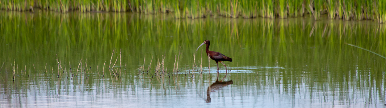 a White-faced Ibis hunting in shallow water with tall green grass in the background