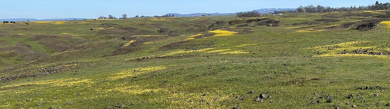 North Table Mountain landscape showing patches of wildflower blooms, small rock formations and a few distant trees