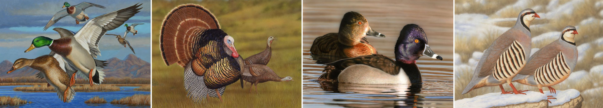 five ducks flying over flooded valley; three turkeys in a meadow; two ducks in the water; two chukar perched on snow-covered rocks