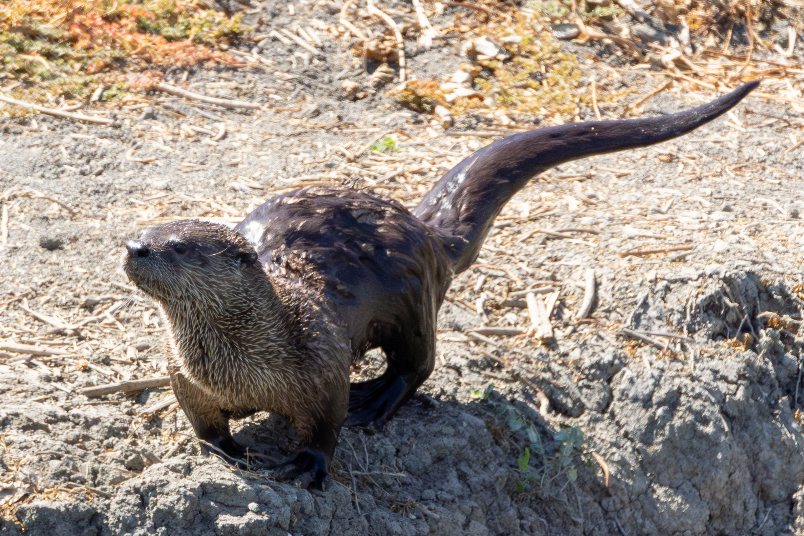 A river otter running on a stream bank