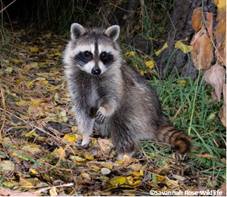 raccoon with paw raised sitting in dry leaves