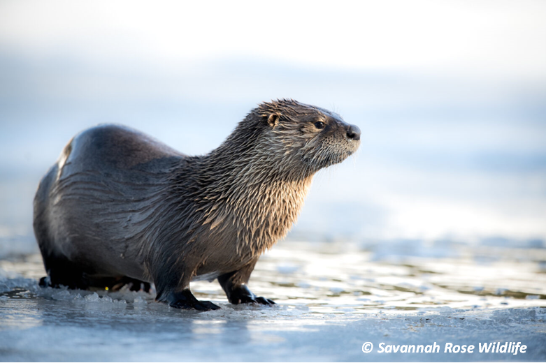 a river otter standing in shallow, flowing water