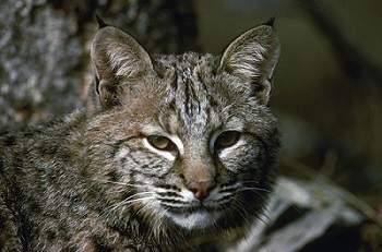 Image of bobcat