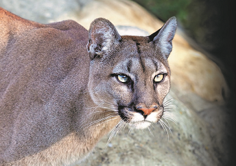 head and shoulders of an adult mountain lion