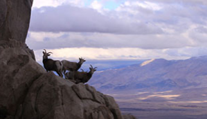 Ewe group high above the Owens Valley on a cloudy fall day.