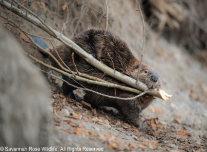 large brown beaver carries a tree branch downhill