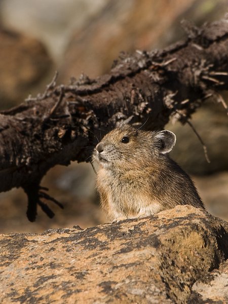 American Pika by A. Tshcherbina