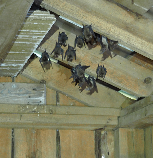 about a dozen bats hanging from the rafters of an outbuilding - copyright photo courtesy of Joe Szewczak
