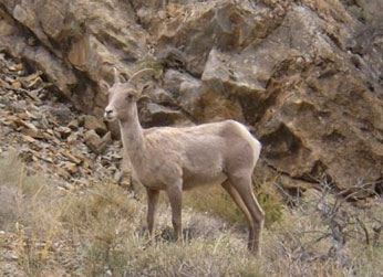 Desert Bighorn Ewe (2008)