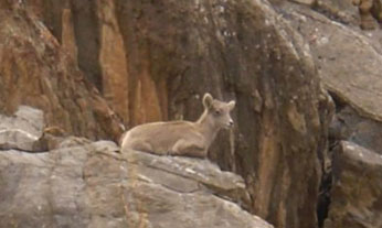 White Mountain lamb