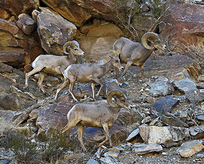 4 rams on rocky terrain - Photo © Jeff Young, all rights reserved