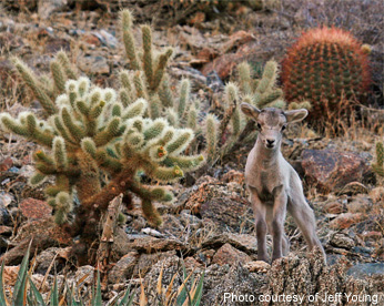 Desert lamb surrounded by cactus