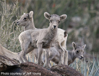 Lambs in desert vegetation
