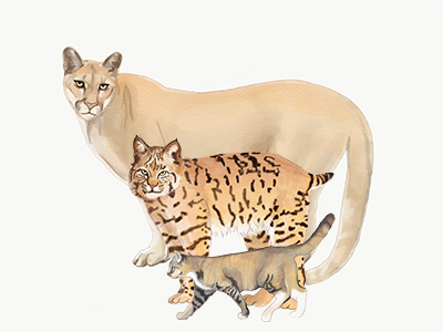 Body size comparison of mountian lion (background), bobcat (middle), and domestic cat (front) Body size comparison of mountian lion (background), bobcat (middle), and domestic cat (front)