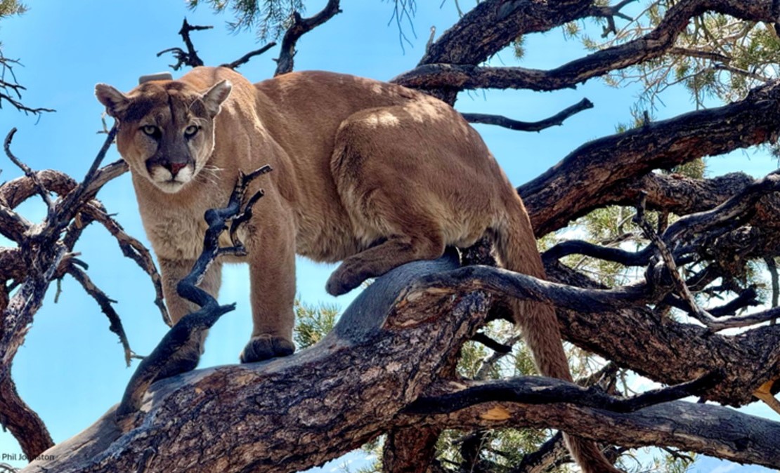 Mountain Lion Tree