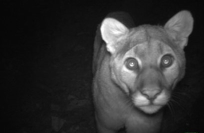 Up close camera trap photo of a mountain lion
