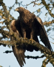 brown eagle perched in a tree