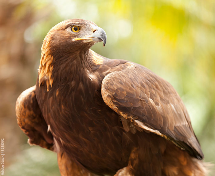 golden-brown eagle at rest