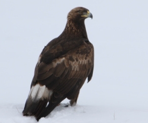 brown eagle standing in snow - USFWS Photo by George Gentry