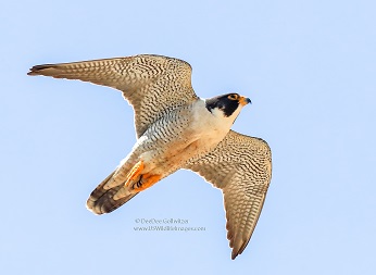Peregrine On Nest © DeeDee Gollwitzer, all rights reserved