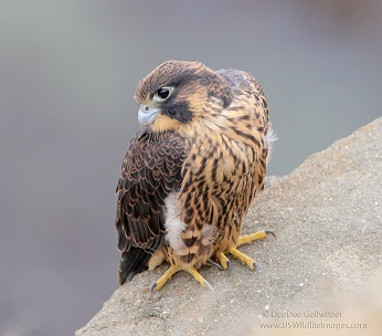 Peregrine On Nest © DeeDee Gollwitzer, all rights reserved