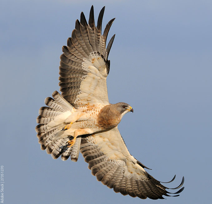 hawk in flight showing light colored underside