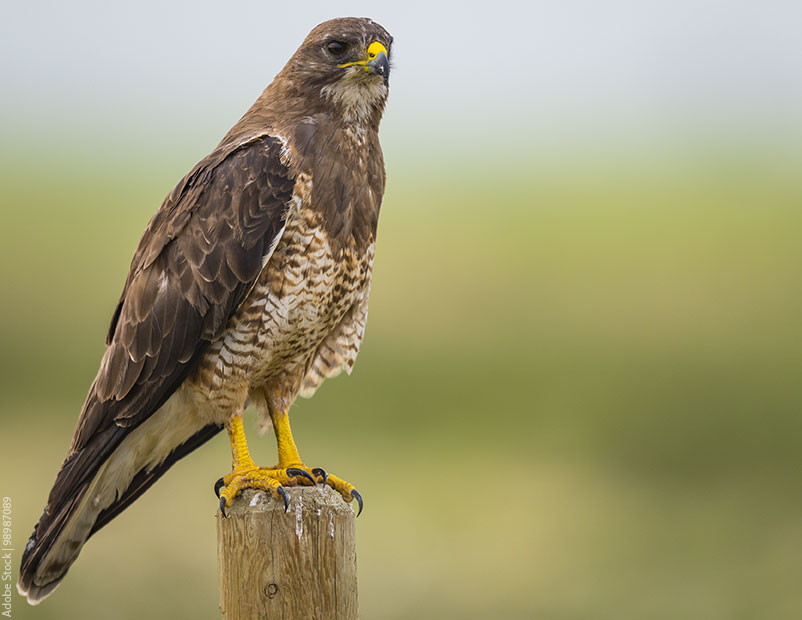 hawk perched on a fence post