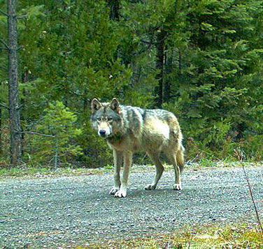 Gray Wolf (OR-7) Photo courtesy of Oregon Department of Fish and Wildlife.