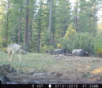 Adult gray wolf in Lassen National Forest in July 2018 - image open in new window