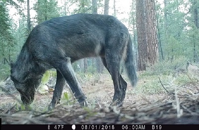 Adult gray wolf in Lassen National Forest in August 2018 - image open in new window