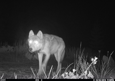 Adult gray wolf with collar at night in Lassen National Forest - image open in new window
