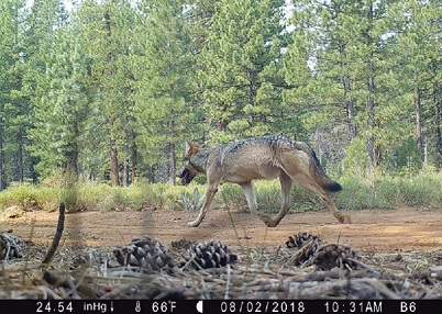 Adult gray wolf running in Lassen National Forest - image open in new window