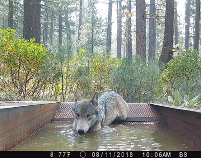 Adult gray wolf drinking from water guzzler in Lassen National Forest - image open in new window
