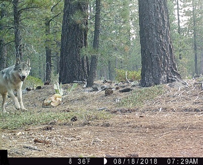 Gray wolf running in Lassen National Forest - image open in new window