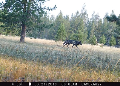 Black wolf running in Lassen National Forest - image open in new window