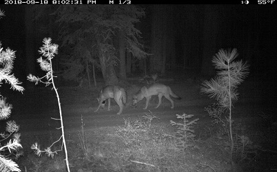 Two adult gray wolves at night in Lassen County - image open in new window