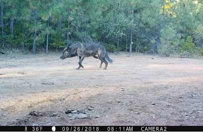 Dark gray wolf walking in North Lassen County - image open in new window