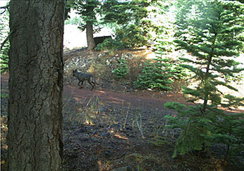 Adult canid in Siskiyou County, July, 2015. CDFW trailcam photo by Pete Figura.