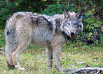 gray wolf standing in short grass