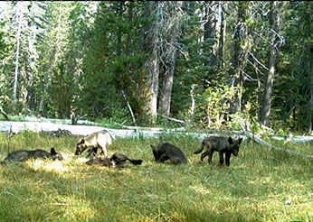 Wolf pups in Siskiyou County, August, 2015. CDFW trailcam photo by Pete Figura.