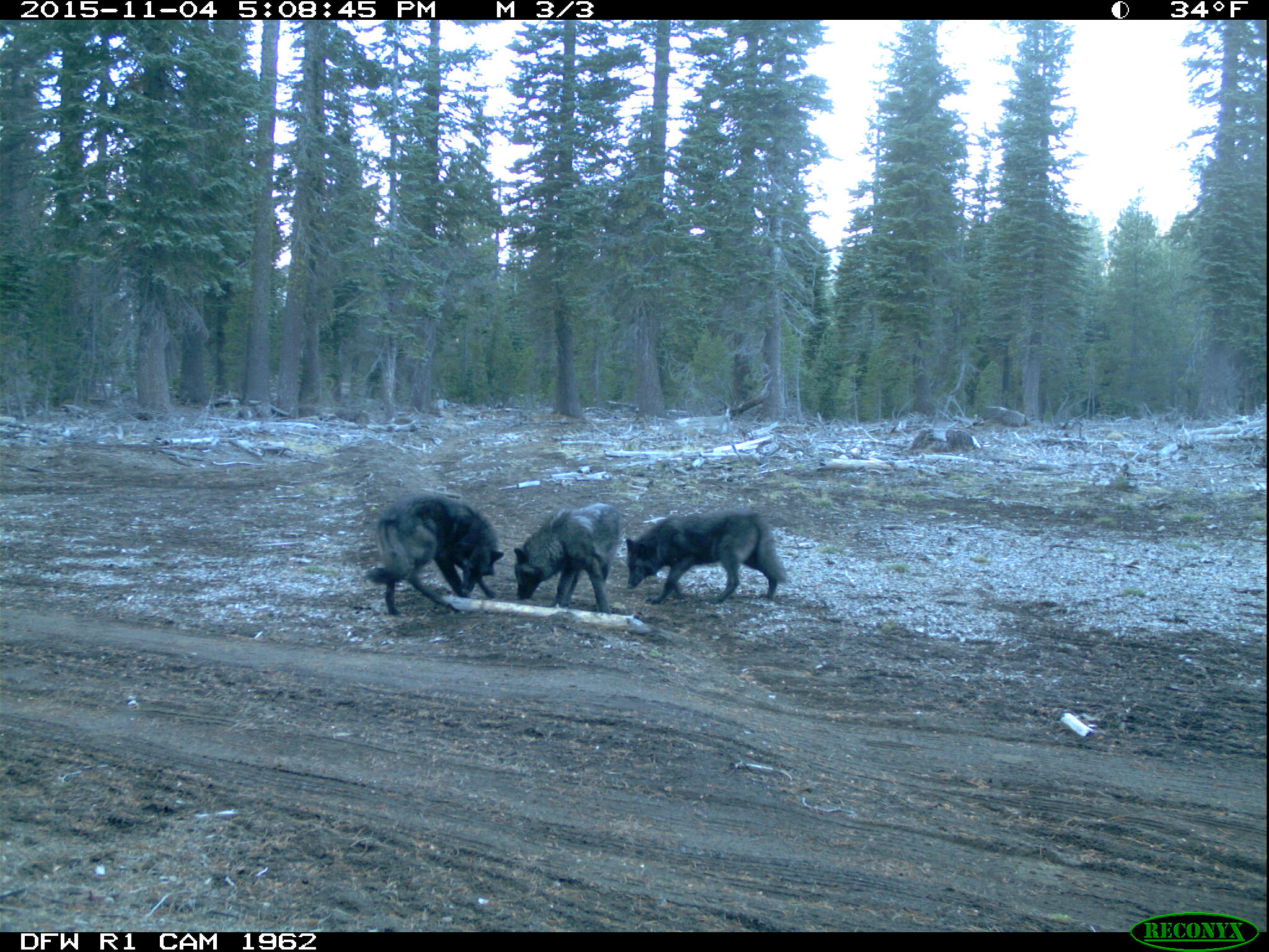 Members of Shasta Pack Members of Shasta Pack