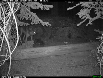 Potential evidence of another wild wolf in California - image open in new window